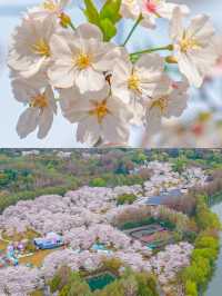 顧村公園花開成海！錯過再等一年
