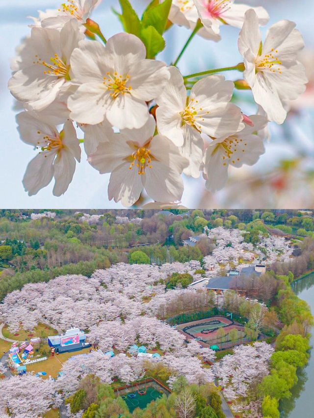 顧村公園花開成海！錯過再等一年