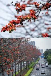 三月裡的佛山，滿城被木棉花披上“紅妝”