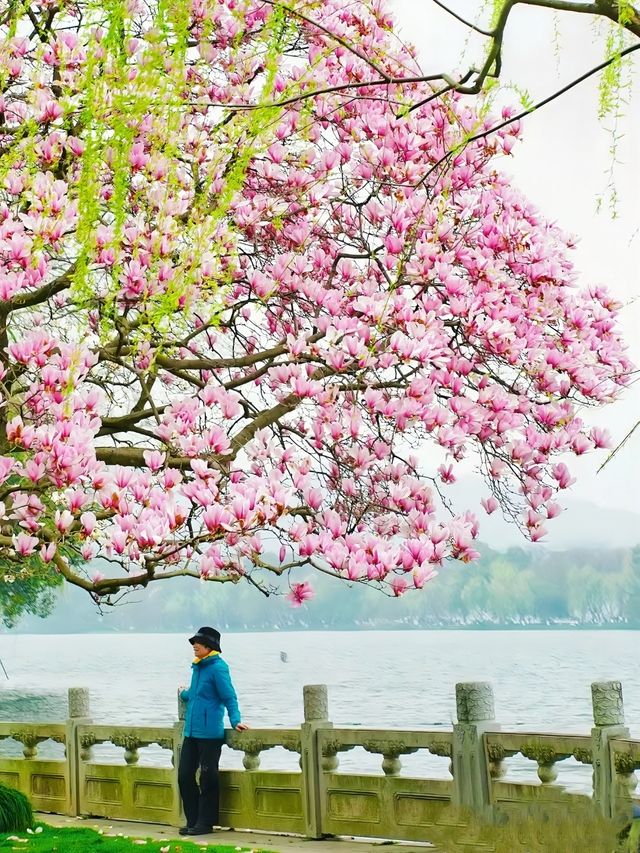 來到了這裡，讓我看到了杭州西湖的春天到底有多美
