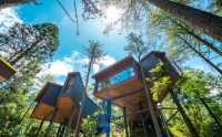 建在森林裡的空中樹屋，漫步山間尋趣！