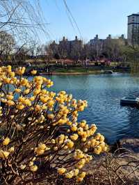 春日來賞花梅陇地區新開免費公園