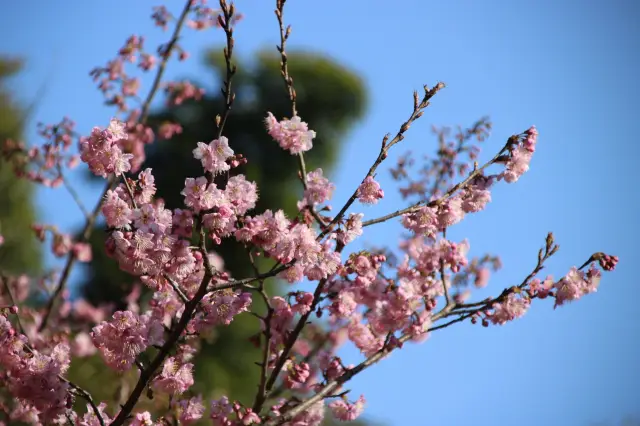 Come and see the cherry blossoms at Turtle Head Isle in Wuxi