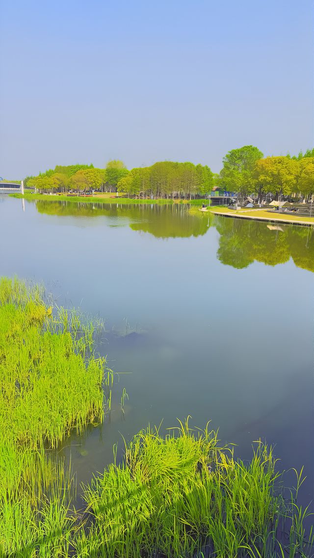 魔都西區的都市森林遠香湖公園