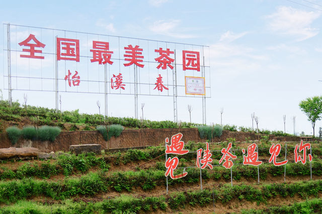 最美四月天，漢中鎮巴茶海麗人多