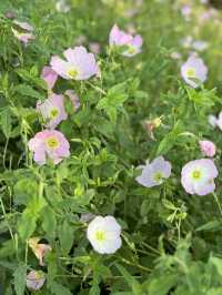 治癒系賞花拍照，就來九曲河濕地公園的月見草花海