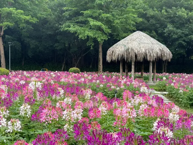 The Xiamen Garden Expo Park has a new sea of flowers!
