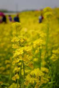 5月4日溫榆河實況｜油菜花開的好，人也多…