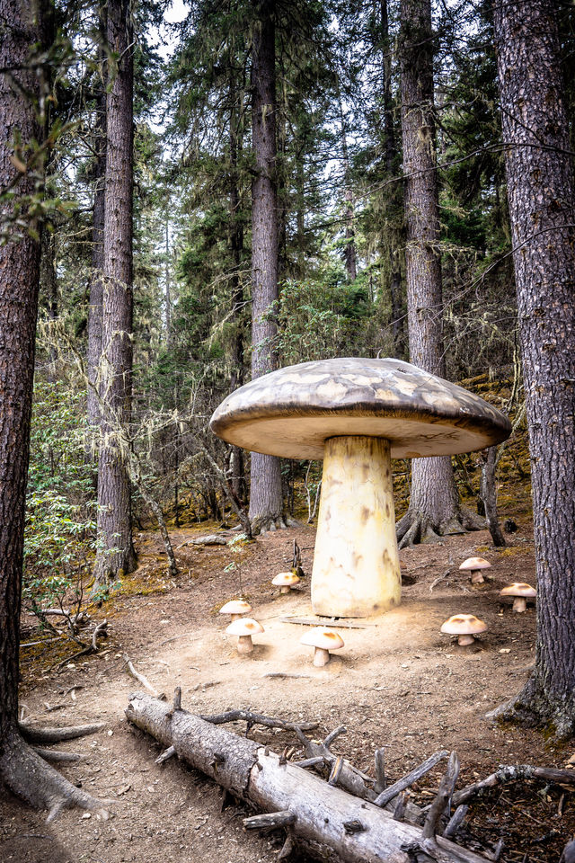 普達措驚現巨人蘑菇🟫？