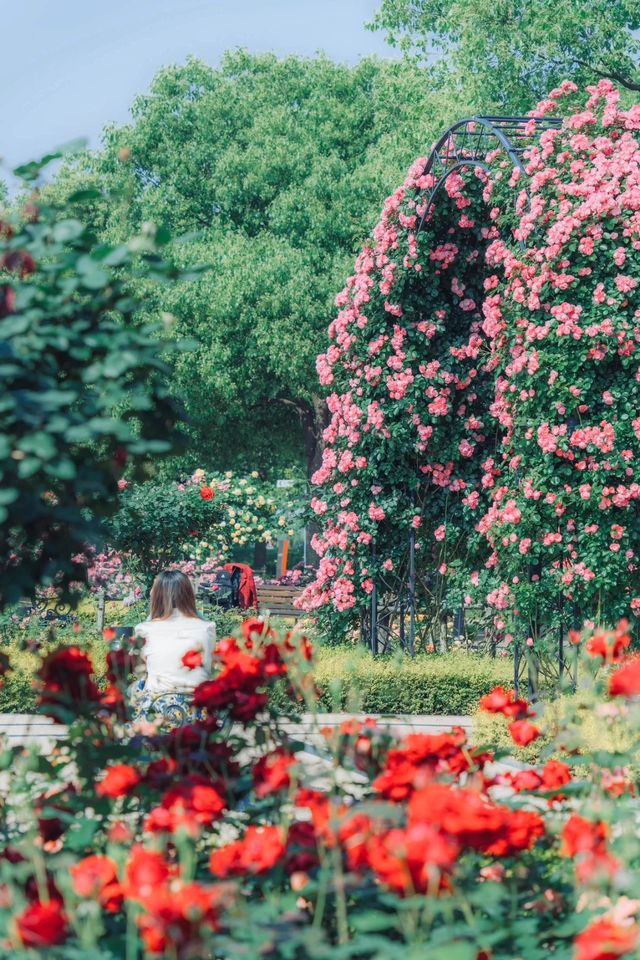 原以為復興公園的薔薇月季已經夠美了，直到我去了…