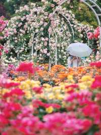 Flower and Tree Rose Garden Shanghai🌹🎄