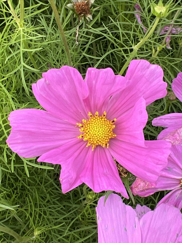 銅鑑湖花海