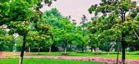 閔行文化公園｜梅雨瀟瀟瀝瀝，公園鬱鬱蔥蔥