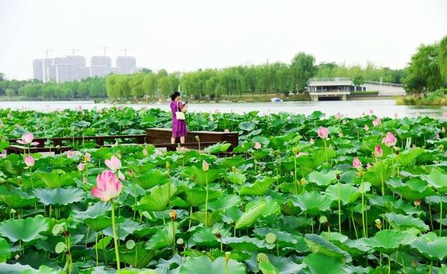 阜陽市潁東區岳家湖公園～荷花綻放