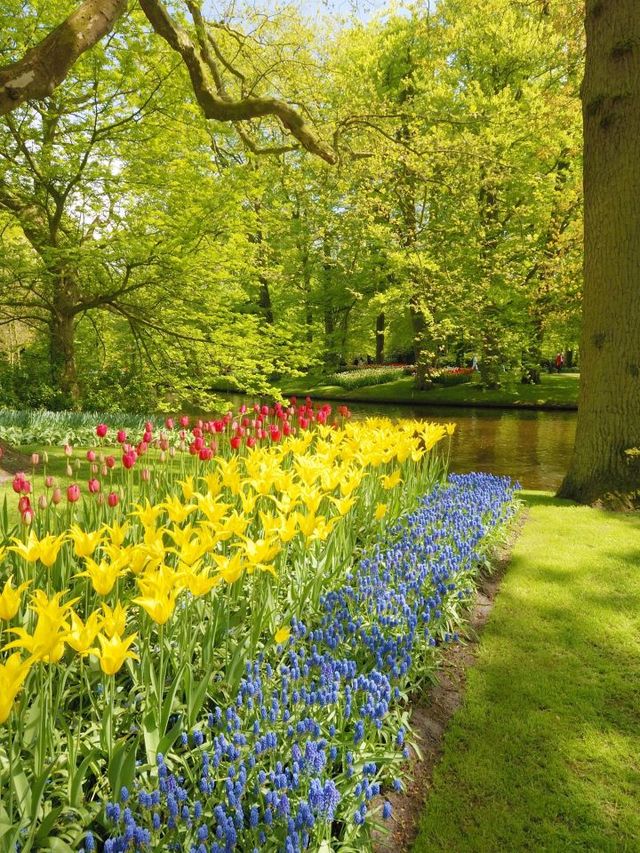 🌷 Amsterdam's Swissôtel: A Cozy Gem Amidst the Buzz 🌷