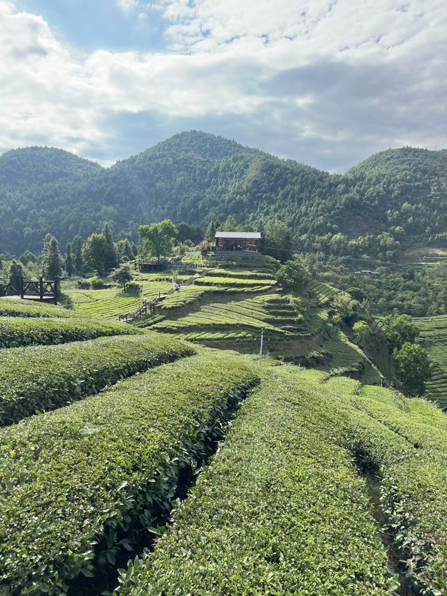 宜恩伍家台茶園。