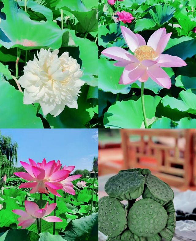白洋淀。