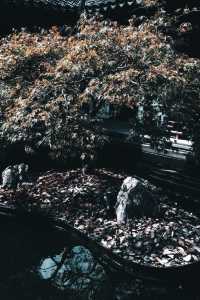 推薦景點打卡：川沙古鎮。