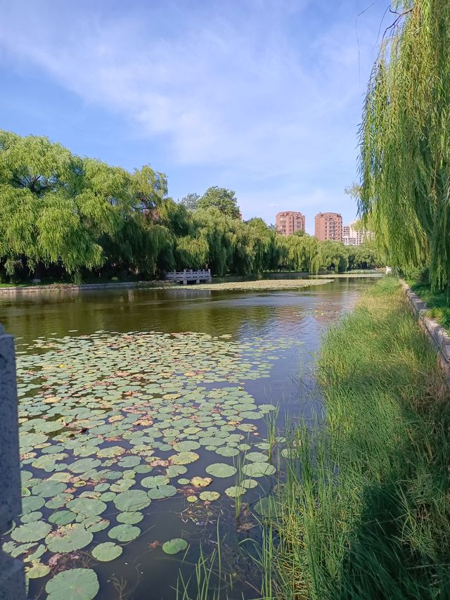 遼陽青年湖公園。