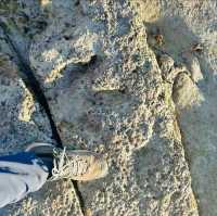 The Real Footprint of Dinosaur 🦕🐾 Live Fossil at Gantheaume Point🇦🇺