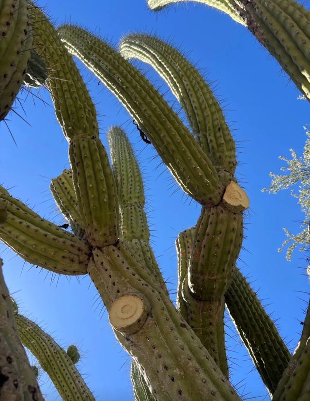 鳳凰城的綠色奇蹟：探秘沙漠植物園。