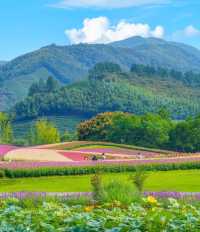 杭州徑山花海 | 邂逅浪漫花事。