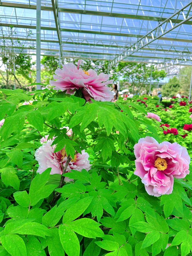 《洛陽隋唐植物園，一步一景皆詩意》。