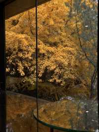 京都瑠璃光院替代景點｜免費欣賞北京最頂級銀杏。