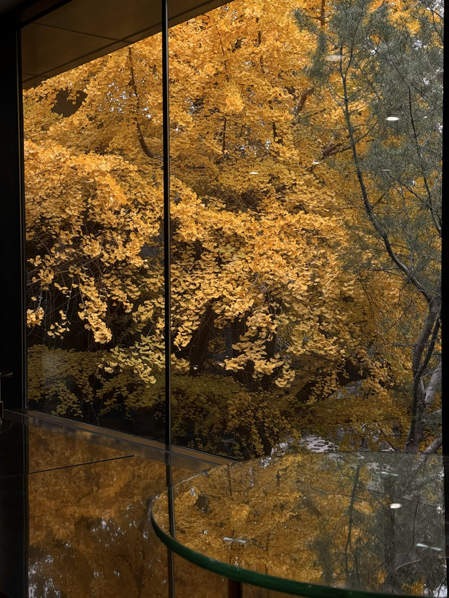 京都瑠璃光院替代景點｜免費欣賞北京最頂級銀杏。