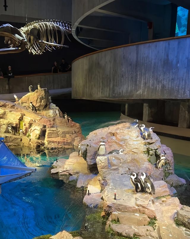 新英格蘭水族館：與海洋奇緣的邂逅之旅。
