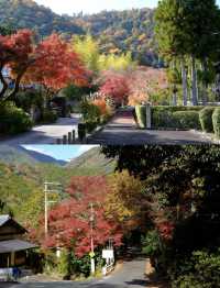 京都徒步｜關西紅葉 東海自然步道。