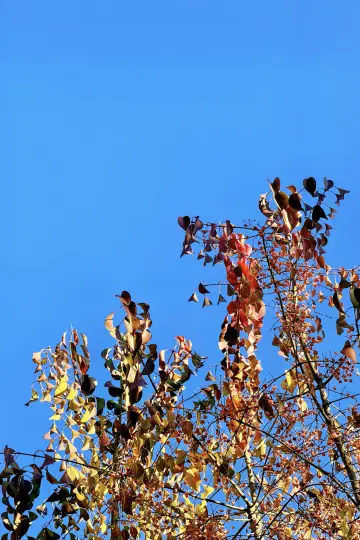 初冬偶遇｜五彩繽紛的「白杜林」！。