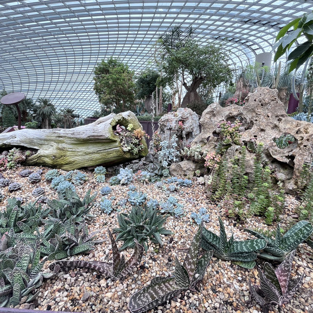 Explore the beauty of Flowers Dome of Singapore Garden by the bay