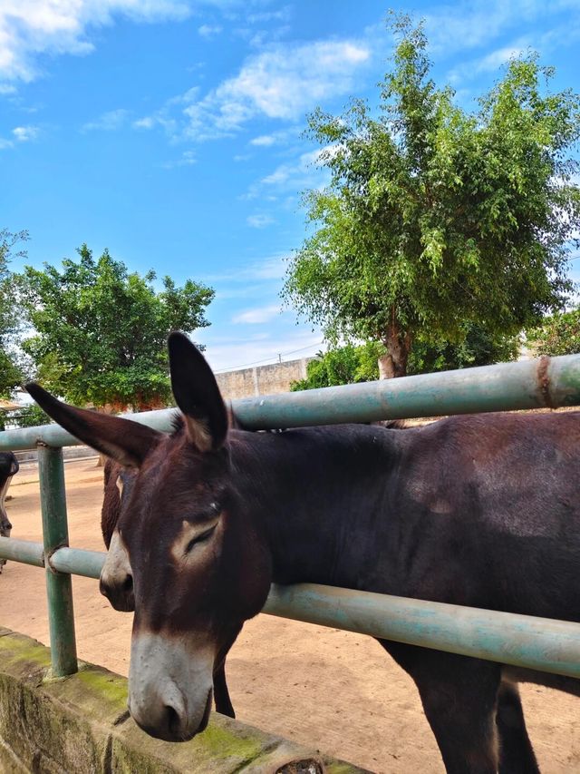 平南雄森動物園｜桂東南的動物王國