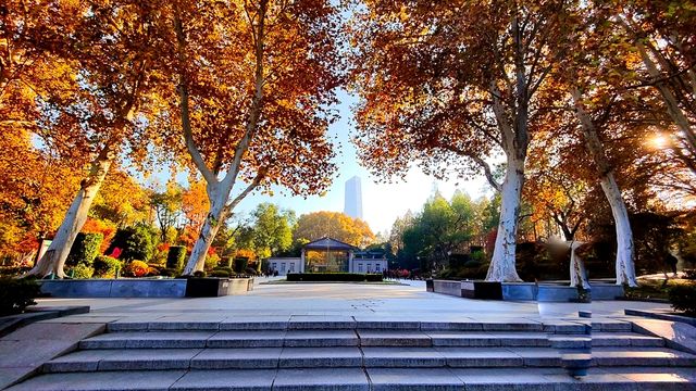 深秋的武漢解放公園——紅得發紫