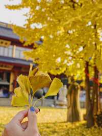 上海青浦｜誰還沒看過銀杏季的報國寺