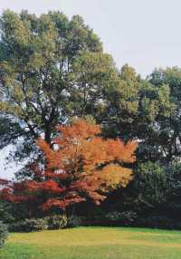南岸秘密花園——重慶南山植物園