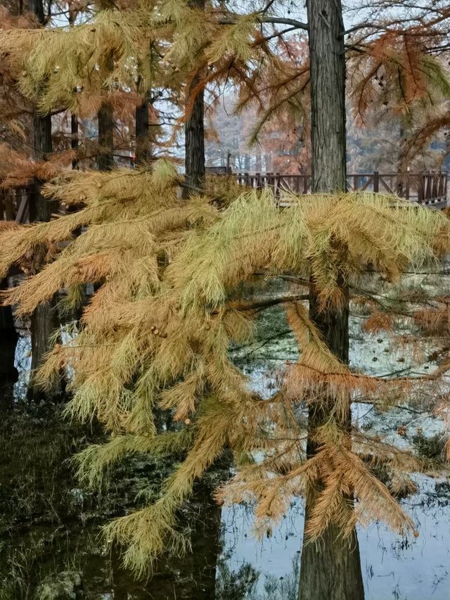 四明湖的紅杉林