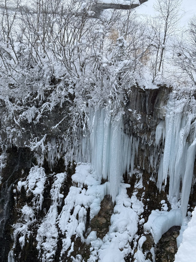北海道｜旭川美瑛富良野一日遊的奇妙體驗