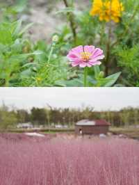 魔都覓秋｜秋意正濃邀您進入粉色花海浪漫