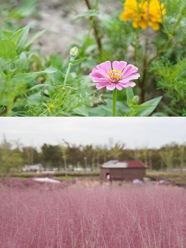 魔都覓秋｜秋意正濃邀您進入粉色花海浪漫