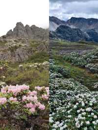 徒步再累也值了！遇見漫山遍野的高山杜鵑
