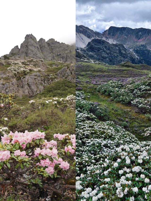 徒步再累也值了！遇見漫山遍野的高山杜鵑