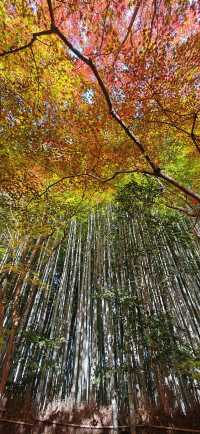 【最美紅葉季】兜兜轉轉嵯峨野，看罷山林看古寺…