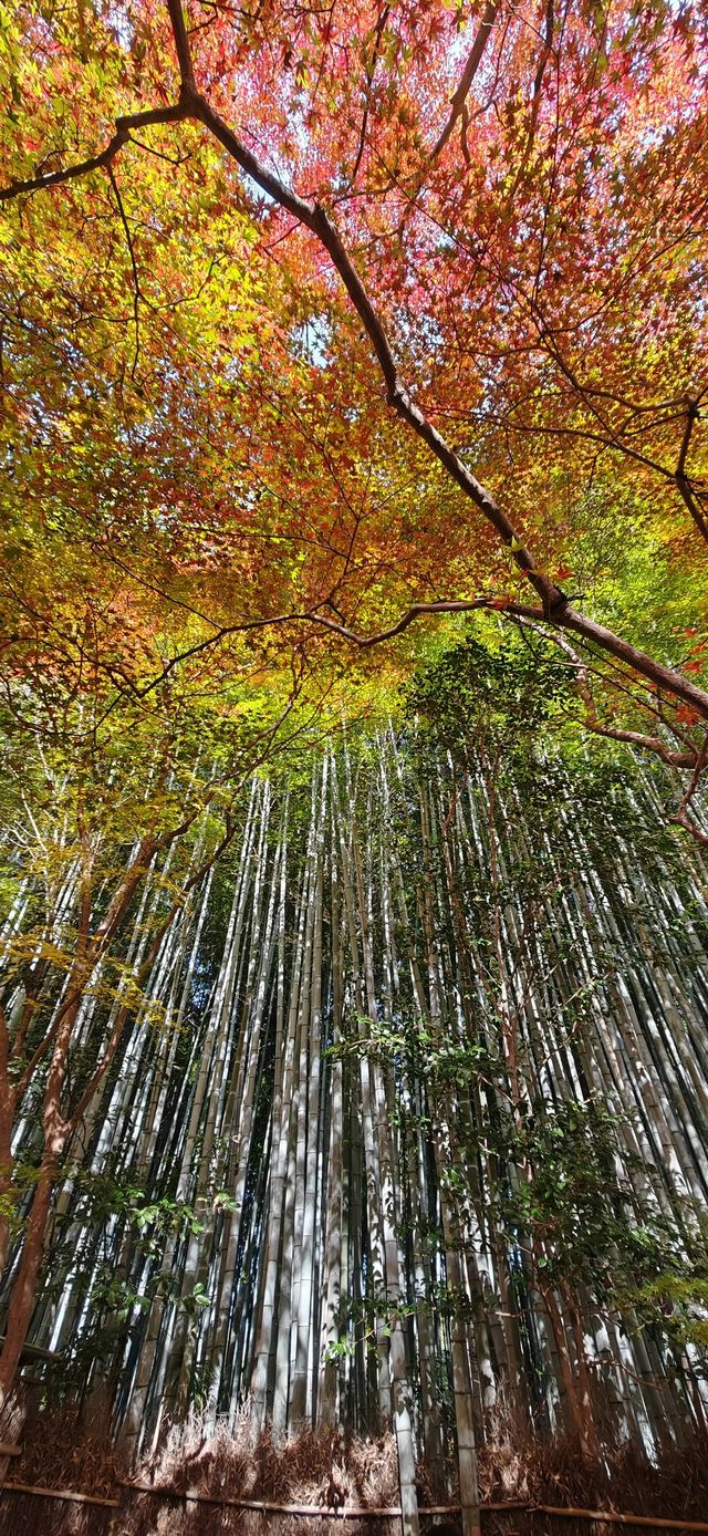 【最美紅葉季】兜兜轉轉嵯峨野，看罷山林看古寺…