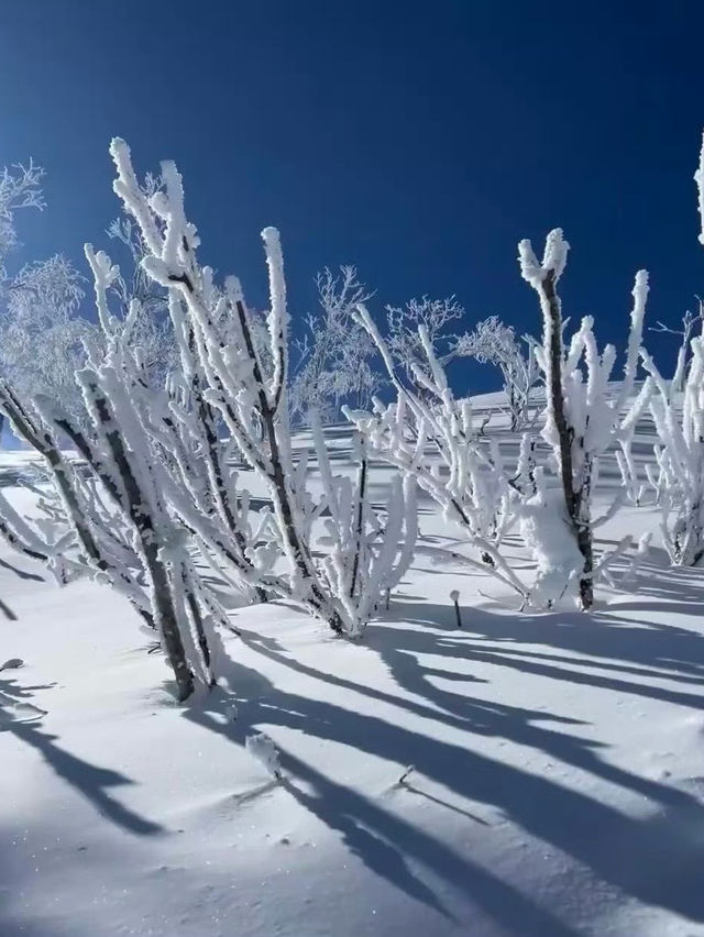 黑龍江的「富士山」，像是走進了林海雪原的夢裏