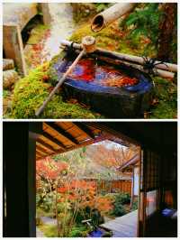 京都·寶泉院｜畫框一般繪畫卷環顧式庭院體驗和服之美
