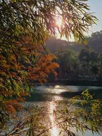 #中山金鐘湖公園：迷人湖景