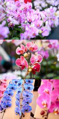 佛山陳村迎春花市｜逛花市過大年