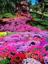 花園中的花海，誰拍誰好看